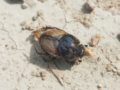 Onthophagus lucidus