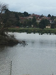 Microcarbo melanoleucos