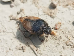 Onthophagus lucidus