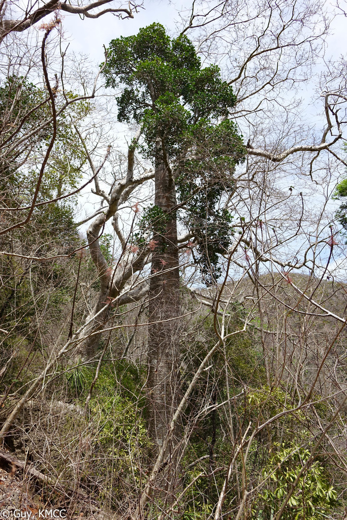 Euphorbia mandravioky