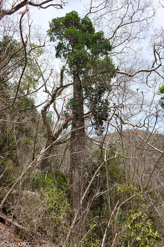 Euphorbia mandravioky
