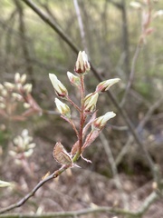 Amelanchier × lamarckii