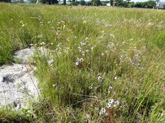 Ixia monadelpha