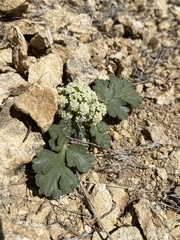 Cymopterus corrugatus