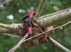 Callirhytis quercusclavigera