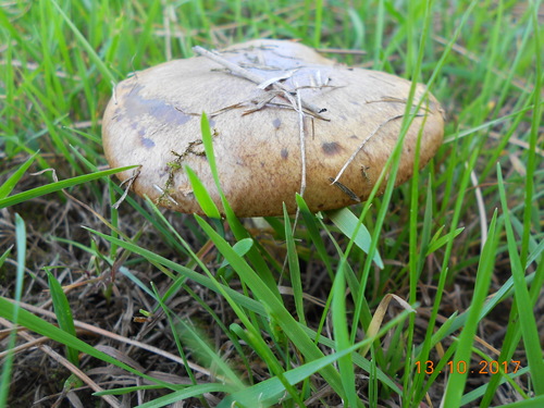 Suillus collinitus image