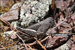 Cirphula pyrrhocnemis