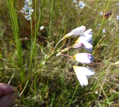 Ixia monadelpha