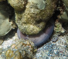 Gymnothorax rueppelliae