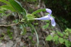 Barleria paucidentata image