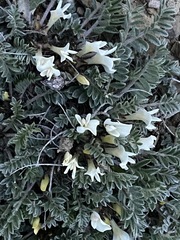 Astragalus rupifragus