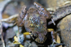 Craugastor stejnegerianus