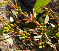 Eucalyptus dumosa
