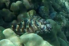 Stocky Hawkfish photo 4