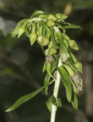 Epipactis leptochila