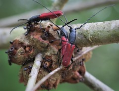 Callirhytis quercusclavigera