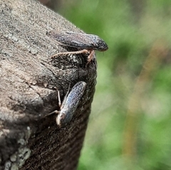 Graphocephala confluens