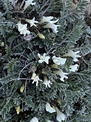 Astragalus rupifragus