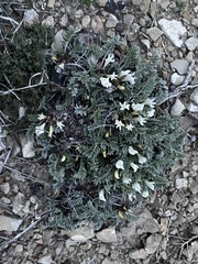 Astragalus rupifragus