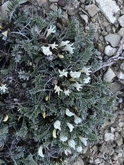 Astragalus rupifragus