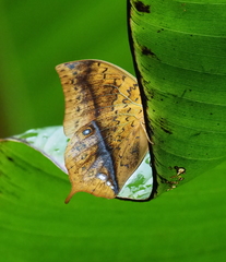 Charaxes varanes vologeses