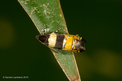 Glyphipterigidae