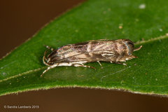 Calliprora