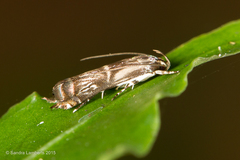 Calliprora