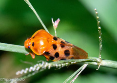 Cosmoscarta septempunctata