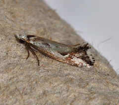 Dascia sagittifera