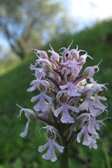 Neotinea conica