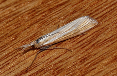 Hednota relatalis