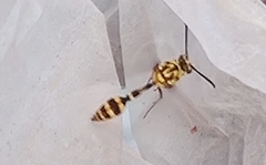 Phimenes flavopictus flavopictus