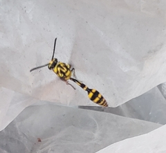 Phimenes flavopictus flavopictus