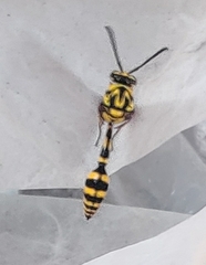 Phimenes flavopictus flavopictus