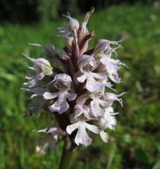Neotinea conica