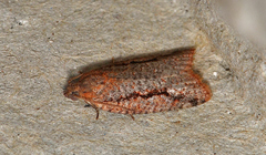 Meritastis