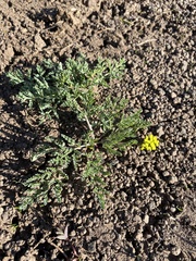 Lomatium donnellii