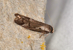 Philobota acropola