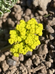 Lomatium donnellii