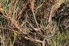 Allocasuarina pusilla