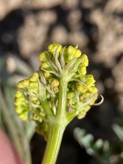 Lomatium donnellii