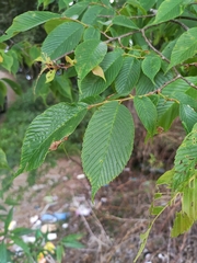 Ulmus uyematsui