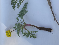 Lomatium donnellii