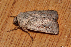 Proteuxoa leptochroa