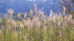 Phragmites vallatoria