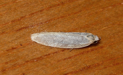 Scieropepla