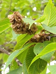 Ulmus uyematsui