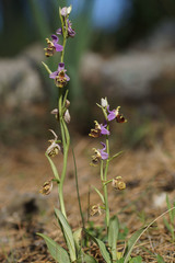 Ophrys fuciflora heterochila