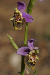 Ophrys fuciflora heterochila